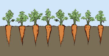 Olgun, taze, sulu, kırmızı, tapot kökü, mavi gökyüzü zemininde izole. Parlak turuncu el botanik çiftliği çizmiş. Çizgi film tarzında. Metin için alanı olan yakın görünüm