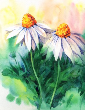 Canlı turuncu gouache renginde stilize edilmiş glade resim arkaplanı resmi. El çizimi suluboya pembe matricaria baş deseni kağıt boşluğunda ışık deseni üzerine yazı için kabataslak. Bitkisel tıbbi çay sembolü