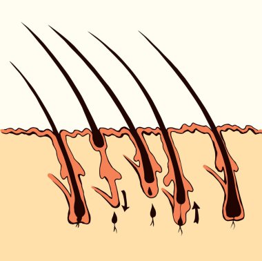 Gözenekli organ biyolojisi faz şeması beyaz kağıt metinde izole edilmiş. Çizgi siyah el lazer dermal medulla korteks güzellik logosu tasarımı modern sanat karikatür tarzında çizilmiş. Bölüm görünümünü kapat