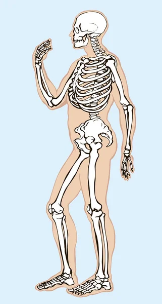 Antique Santé Adulte Mâle Figure Vertébrale Élément Péroné Stand Espace — Image vectorielle