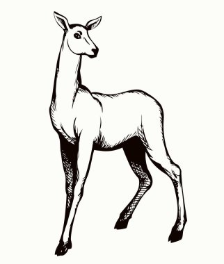 Şirin, zarif, yetişkin, toynak geyiği, keçi, dama, canavar ağızlık. Siyah el çizimi kırmızı impala vücut amblemi tasarımı resim geçmişe dönük sanat zoolojisi baskı biçimi. Kapalı görünüm kağıt metin alanı