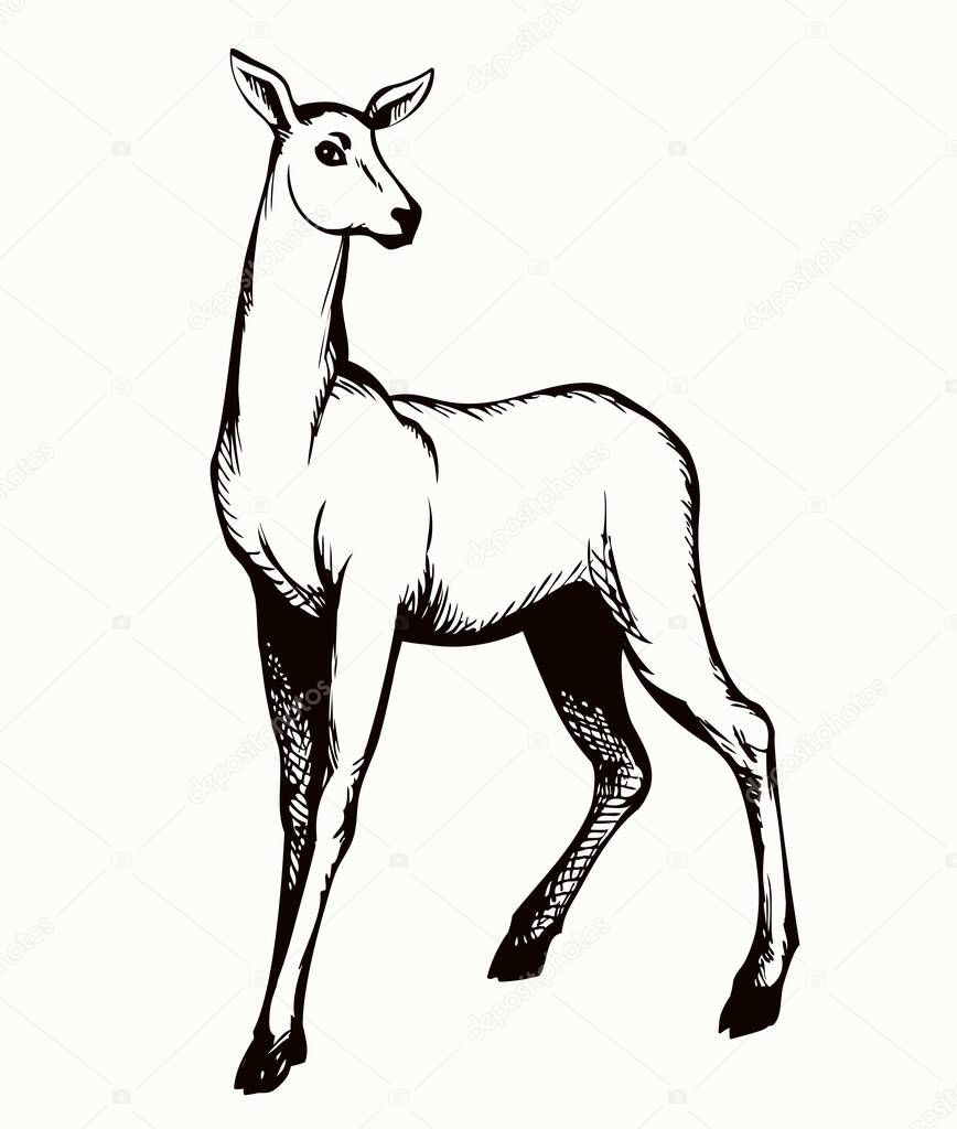 Cute elegant spot adult hoof elk goat dama beast muzzle look. Outline black hand drawn red impala body emblem design picture retro beauty art zoology contour print style. Closeup view paper text space