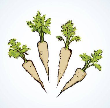 Beyaz arka planda izole edilmiş taze, duygusal gri Daucus carota taproot. Parlak yeşil el çizilmiş logo sembolü eskimiş sanat eseri çizgi stili. Metin için alanı olan yakın görünüm