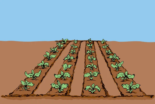 Eco Verde Temprano Exuberante Legumbre Soja Madura Cultivo Flora Del — Archivo Imágenes Vectoriales