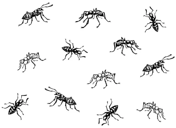 Sacco Formicidi Eusociali Scuri Fondente Grigio Chiaro Inchiostro Lineare Disegnato — Vettoriale Stock