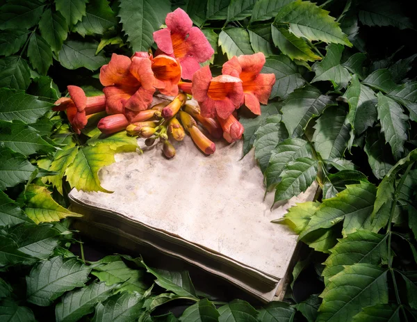 Campsis radicans λουλούδια στο παλιό ανοιχτό βιβλίο — Φωτογραφία Αρχείου