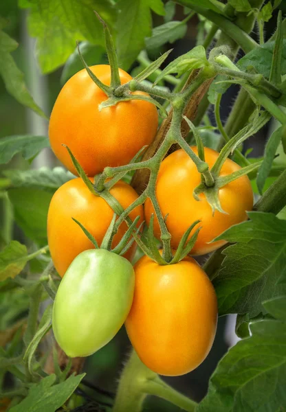 Branch growing tomatoes plum varieties — Stock Photo, Image