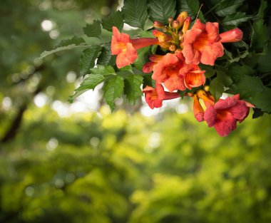 Beyaz arka plan üzerinde izole campsis radicans çiçekler