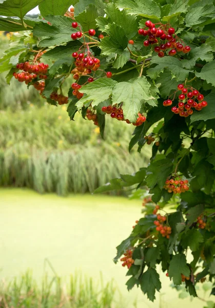 Viburnum gren med röda bär över floden — Stockfoto