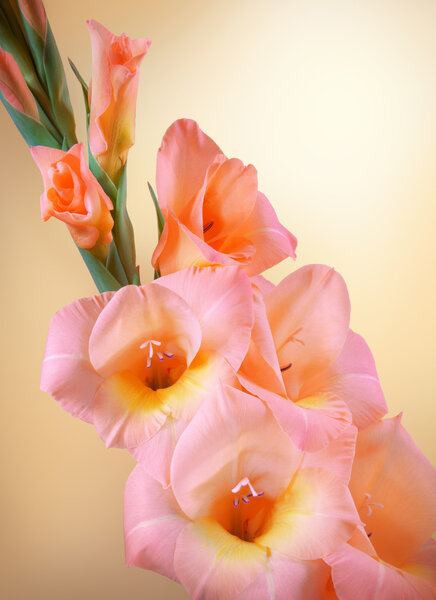 Gladiolus branch with pink flowers and buds