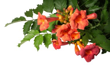 Beyaz arka plan üzerinde izole campsis radicans çiçekler