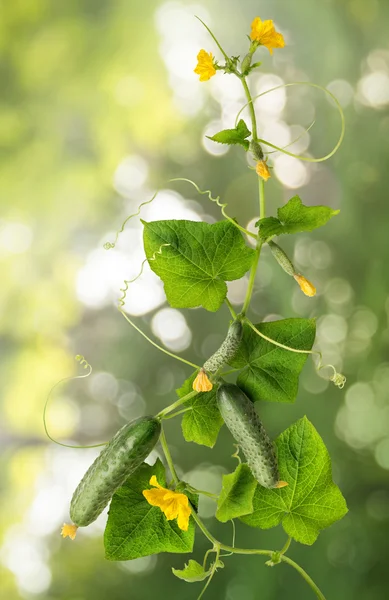 Vine cucumber with juicy fruits — Stock Photo, Image