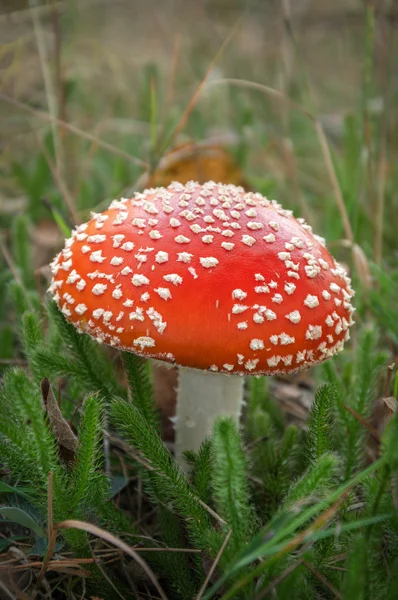 Röd amanita svamp — Stockfoto