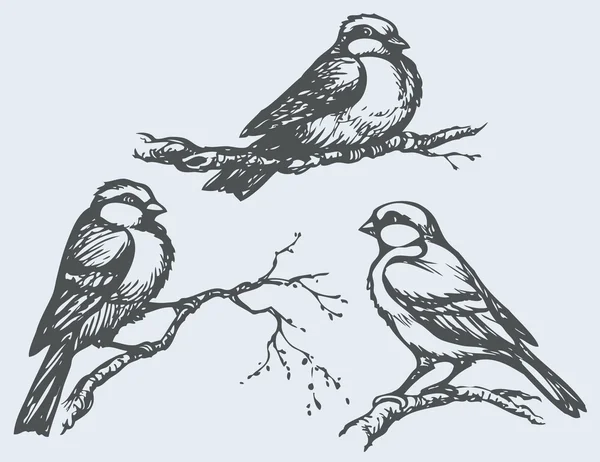 Vektor gambar tangan bebas. Payudara, burung pipit dan bullfinches pada branc Stok Vektor Bebas Royalti