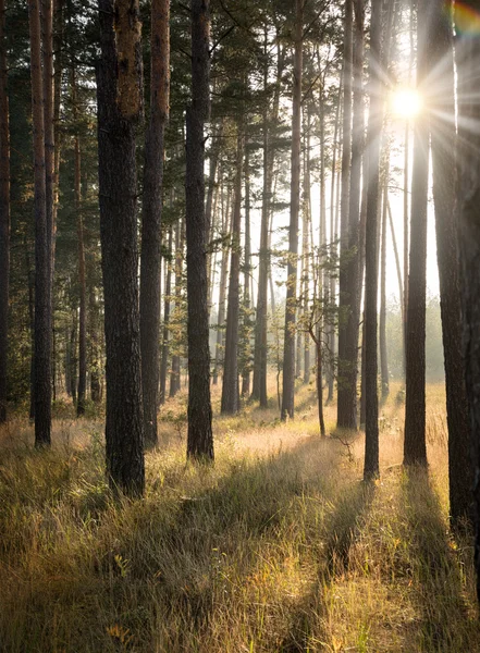 Dawn in the pine forest — Stock Photo, Image