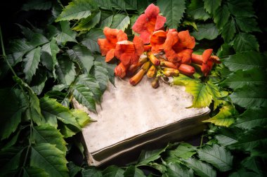 eski açık kitap üzerine campsis radicans çiçekler 