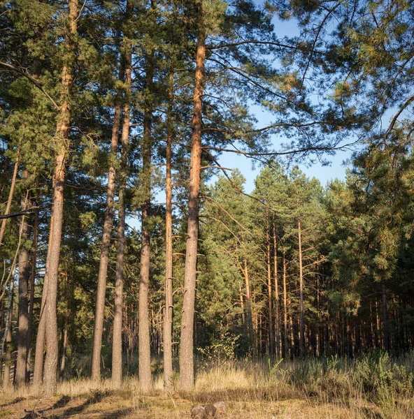 Magas fenyőfákkal sűrű erdő szélén — Stock Fotó