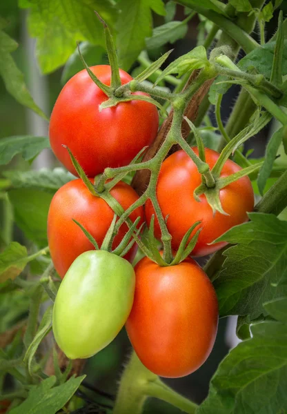 Branch growing tomatoes plum varieties — Stock Photo, Image