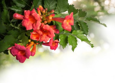 Beyaz arka plan üzerinde izole campsis radicans çiçekler