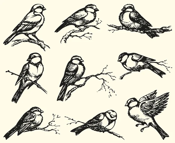 vektör serbest el çiziminin. göğüsleri, Serçe ve bullfinches branc üzerinde