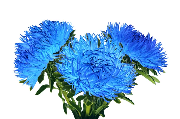 Aguja curvada suavemente cyan asters — Foto de Stock