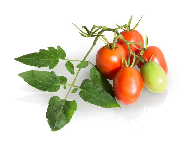 Beyaz arka plan üzerinde izole asma üzerinde kırmızı domates — Stok fotoğraf