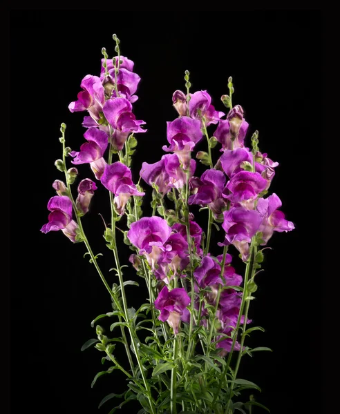 Fleur d'antirrhinum pourpre isolée sur fond noir — Photo