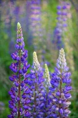 Lupin çiçekler