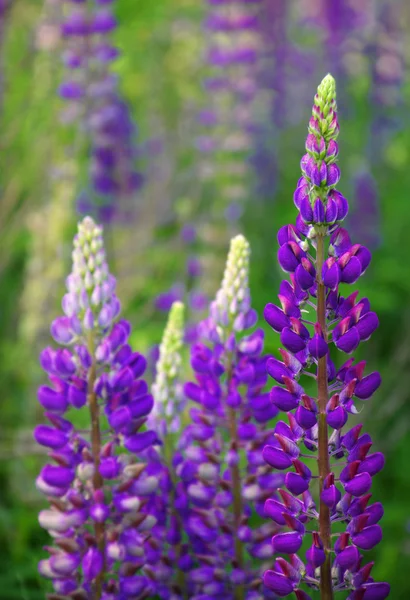 Lupinenblüten — Stockfoto