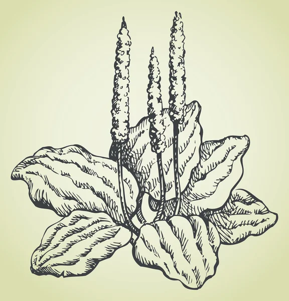 Dibujo de línea vectorial de plátano — Archivo Imágenes Vectoriales