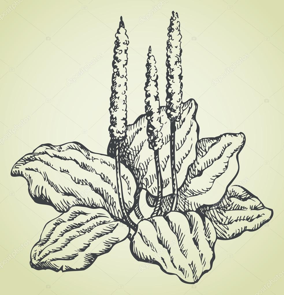 Vector line drawing of plantain