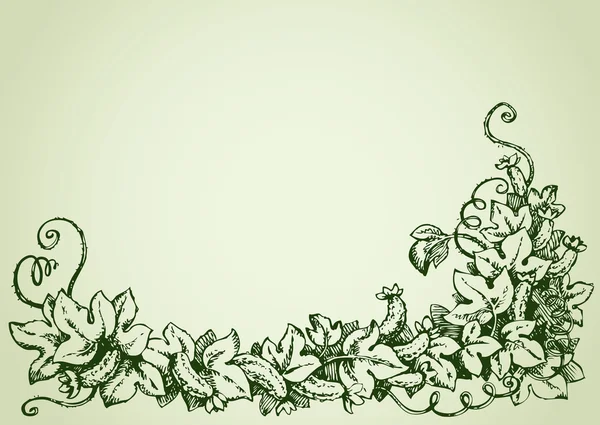 Cucumber vine. Vector drawing — Stock Vector
