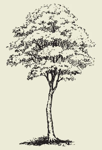 Árbol grande.Boceto vectorial — Archivo Imágenes Vectoriales