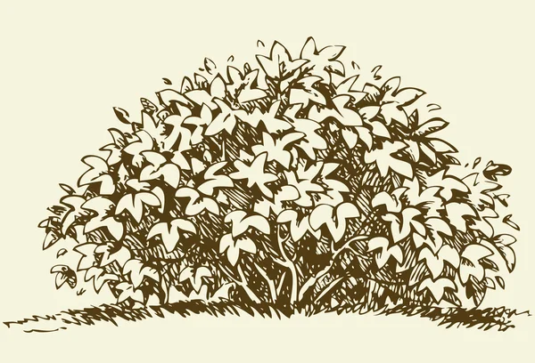 Grote bush. Vector schets — Stockvector