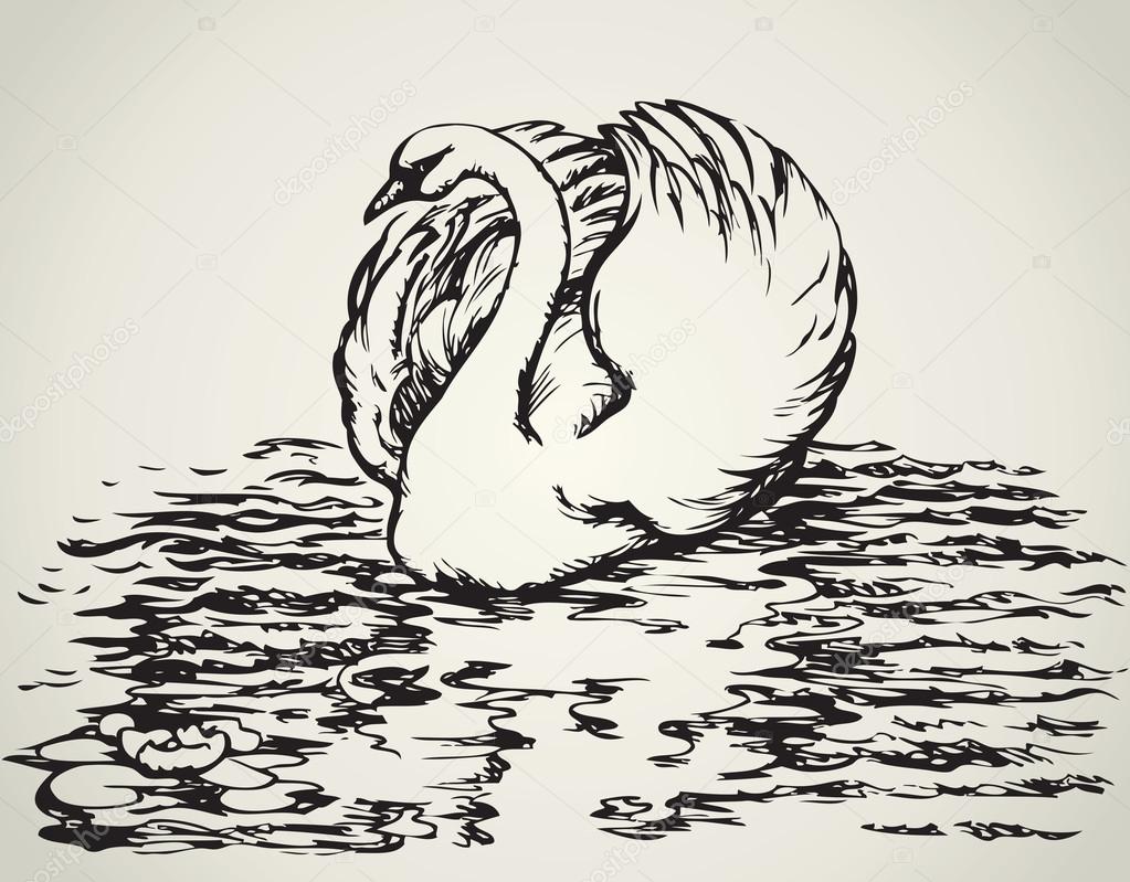 Swan. Vector sketch