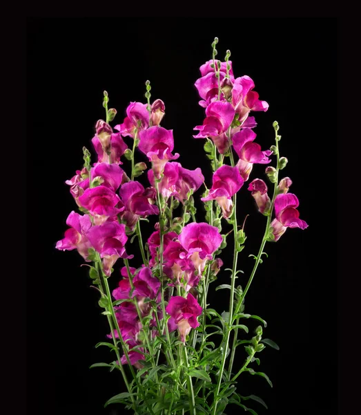 Purpurrote Antirrhinum Blume isoliert auf schwarzem Hintergrund — Stockfoto