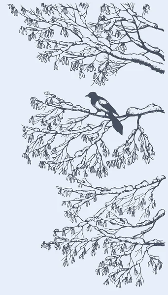 Magpie on the branches of ash tree. Vector sketch — Stock Vector