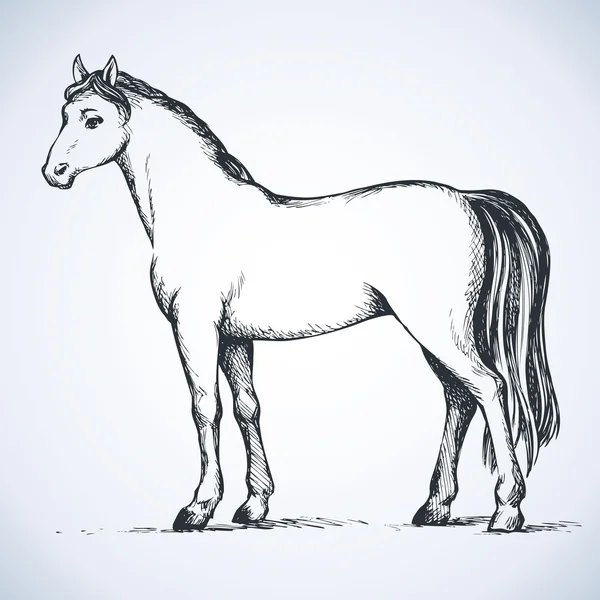 Elegante witte paard. Vector tekening — Stockvector