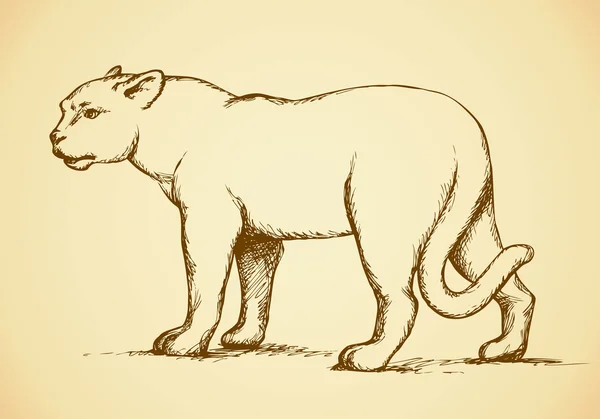 雌ライオン。ベクトル描画 — ストックベクタ
