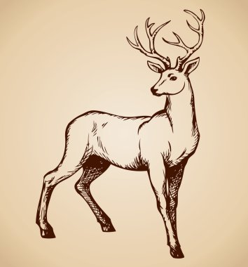 Genç geyik antlered. Vektör çizim