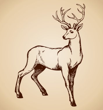 Young deer antlered. Vector drawing clipart
