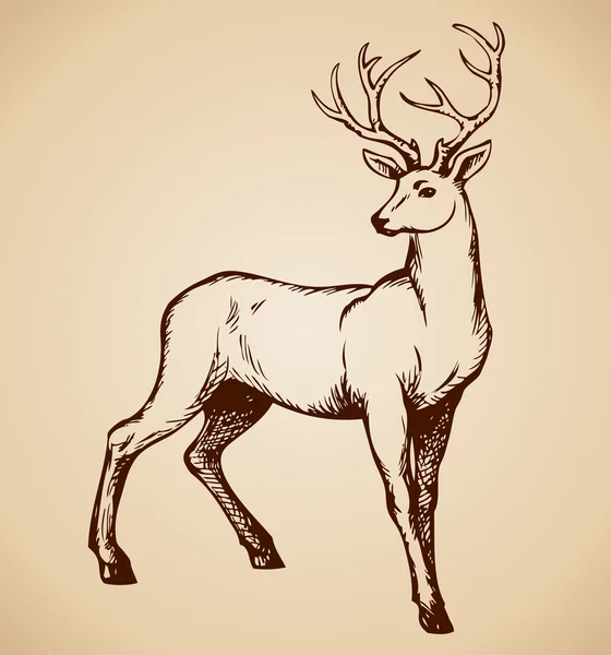 Young deer antlered. Vector drawing — Stock Vector
