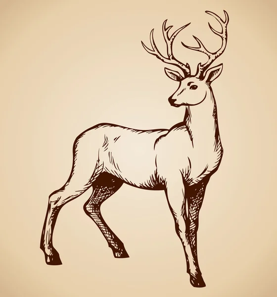 젊은 사슴 antlered. 벡터 드로잉 — 스톡 벡터