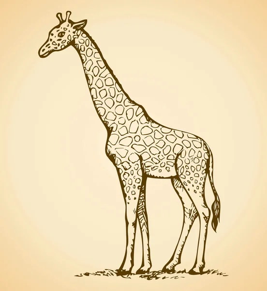 Girafa. Desenho vetorial — Vetor de Stock