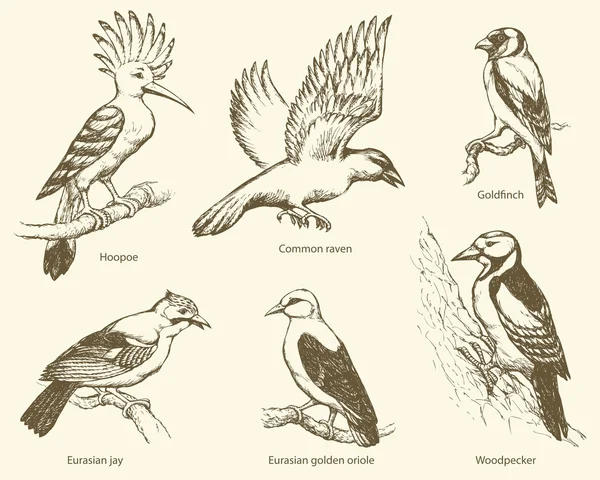 Conjunto vectorial de aves: cuervo, abubilla, oríolo, pájaro carpintero, arrendajo, oro — Archivo Imágenes Vectoriales