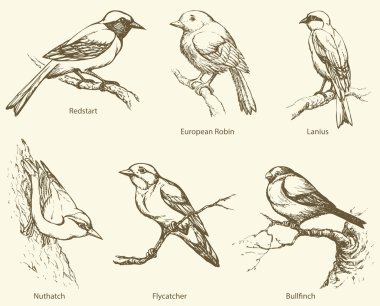Vector set of birds: Bullfinch, Redstart, Nuthatch, Flycatcher, clipart