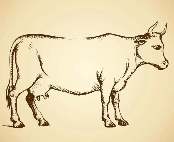 Cow. Vector drawing — Stock Vector