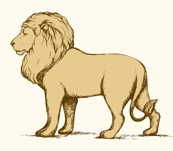 Lion. Vector tekening — Stockvector