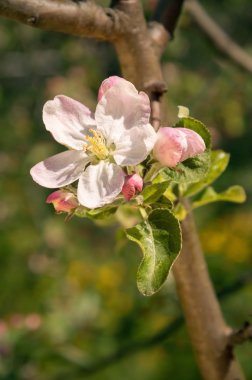 Çiçekli elma ağacı.