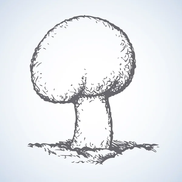 Agaricus. Desenho vetorial —  Vetores de Stock